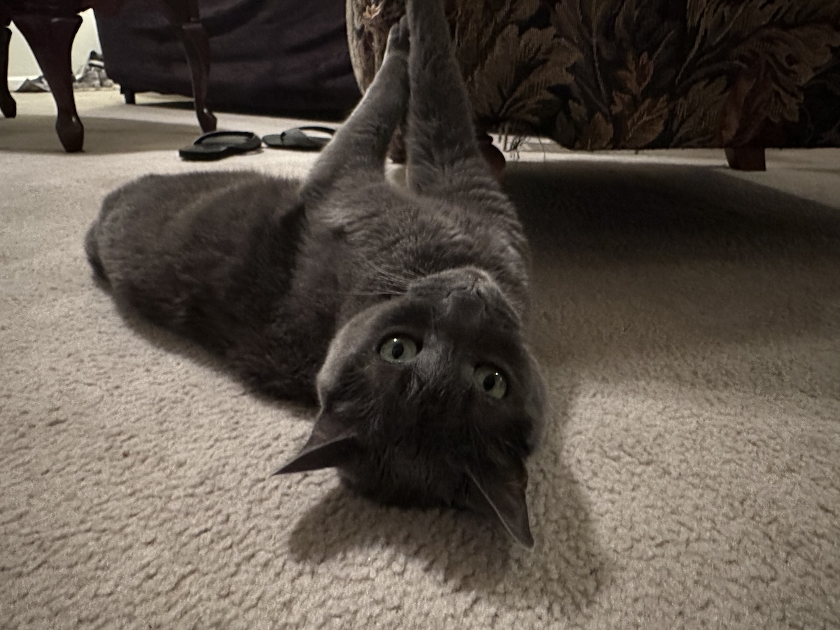 Vacationing With Your Cat: Olga’s Preference