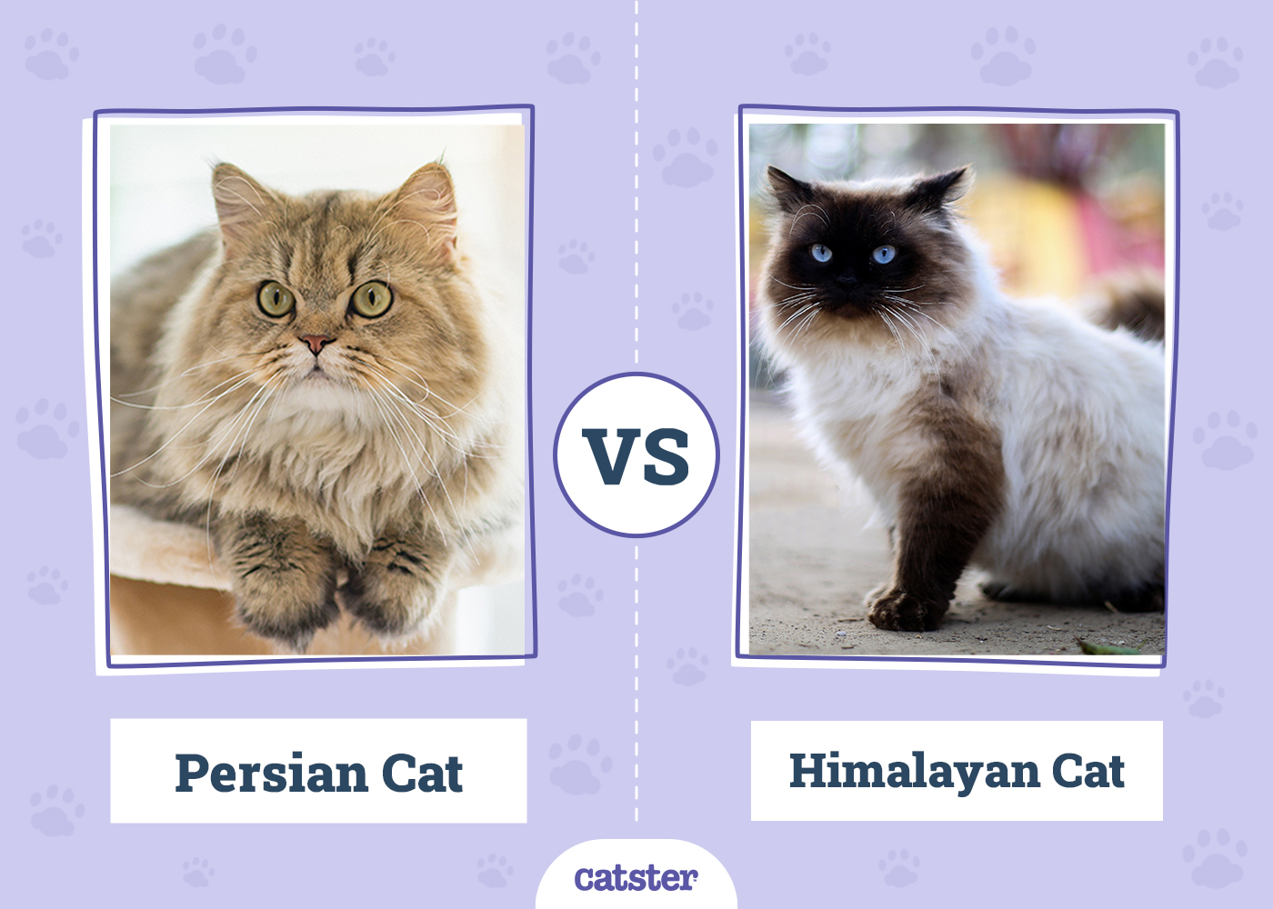 Persian vs Himalayan Cat: What’s the Difference? (With Pictures)