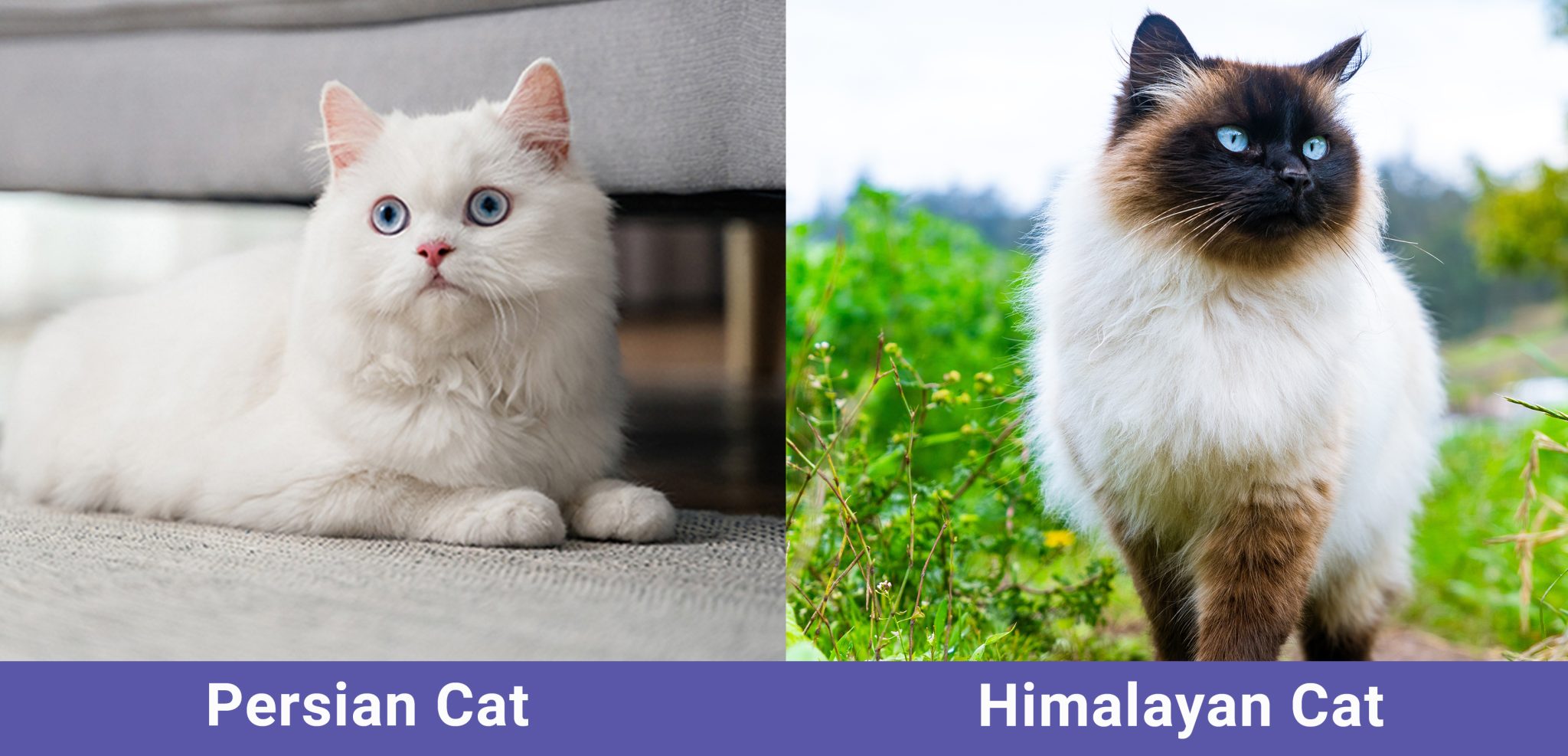 Persian Cat vs Himalayan Cat side by side
