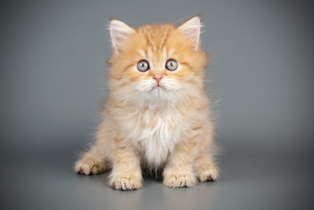 How Big Will My Kitten Get & Which Factors Affect It? Vet-Verified Facts & Tips