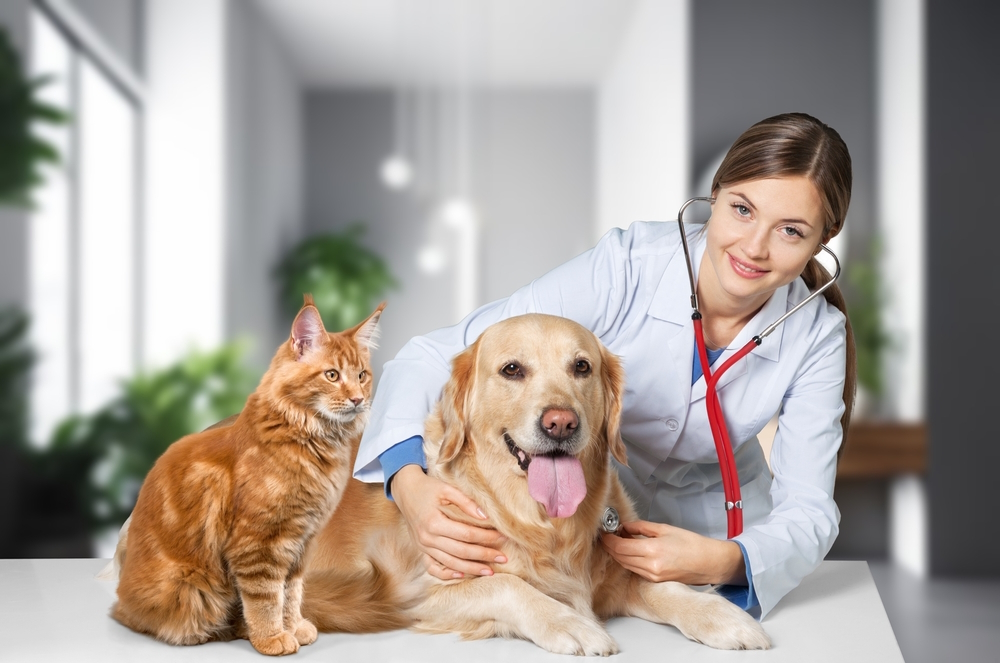 Five Freedoms of Animal Welfare: How Vets Apply Them to Cats