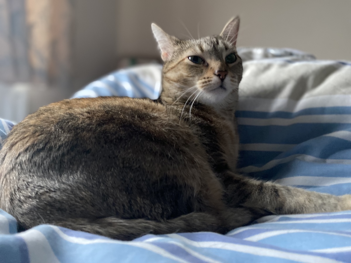Carpet Sharks & Their Shark Bites: Biting Cats