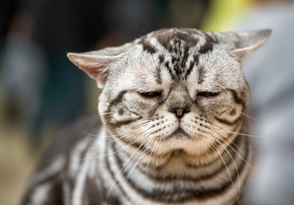 How to Tell if Your Cat Is Depressed: 9 Vet-Reviewed Signs to Look For