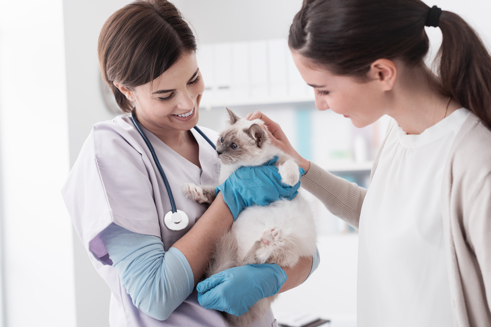 How to Save Time at the Vet? 11 Vet Approved Tips for Being Efficient at the Vet