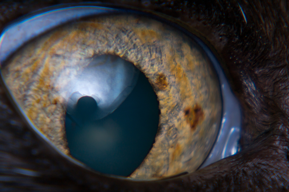 Cat Eye Tumors & Cancer: Our Vet Explains the Causes, Signs & Care