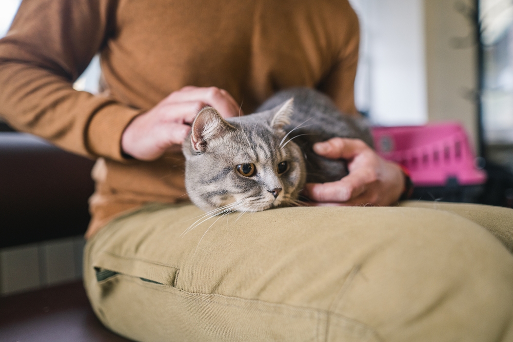Vet Clinic Is Booked for the Day, What Do I Do? 5 Vet Approved Tips
