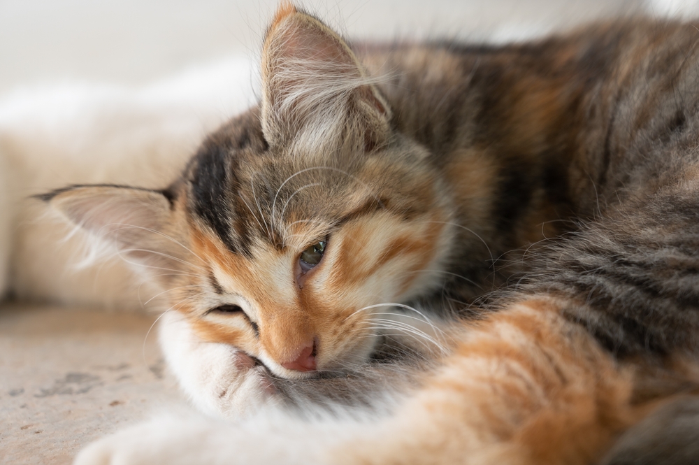 Multiple Myeloma in Cats: Our Vet Explains Signs, Causes & Treatment