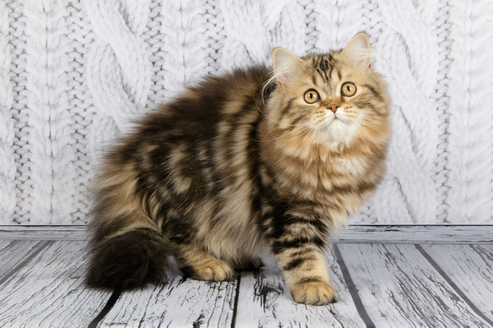 Scottish Straight Longhair: Info, Pictures, Care, & Traits