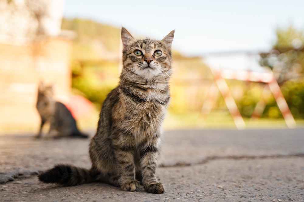 Why Are Cats Called Pussycats? A Brief History of the Term