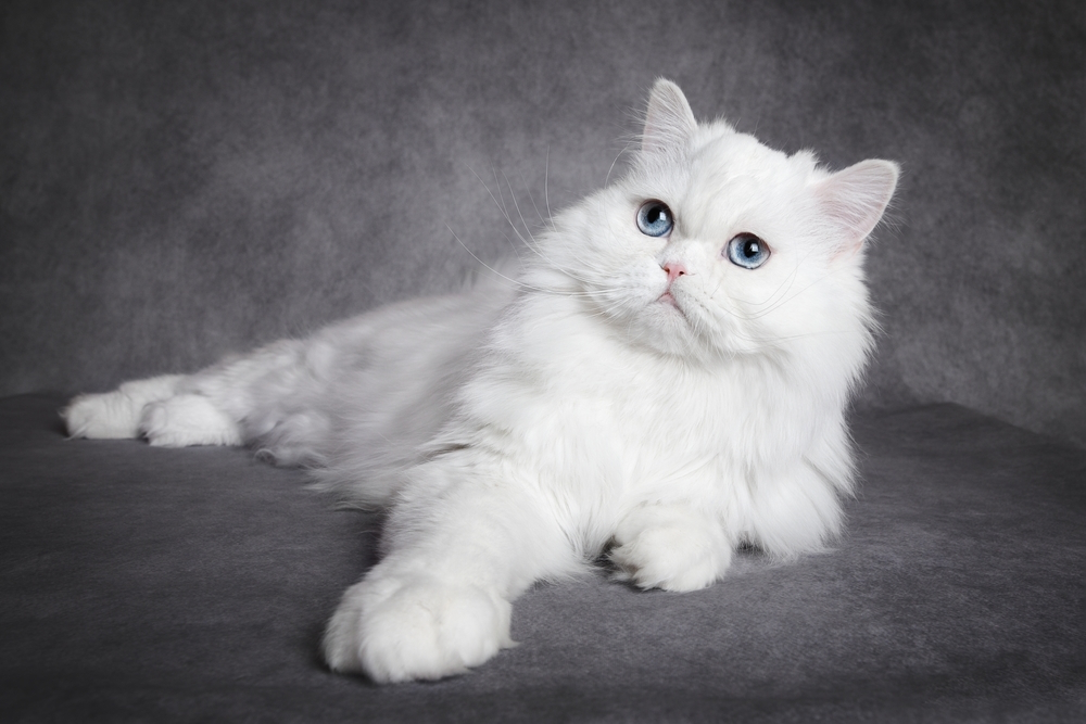 Do Deaf Cats Tend to Be More Affectionate? What You Need to Know!