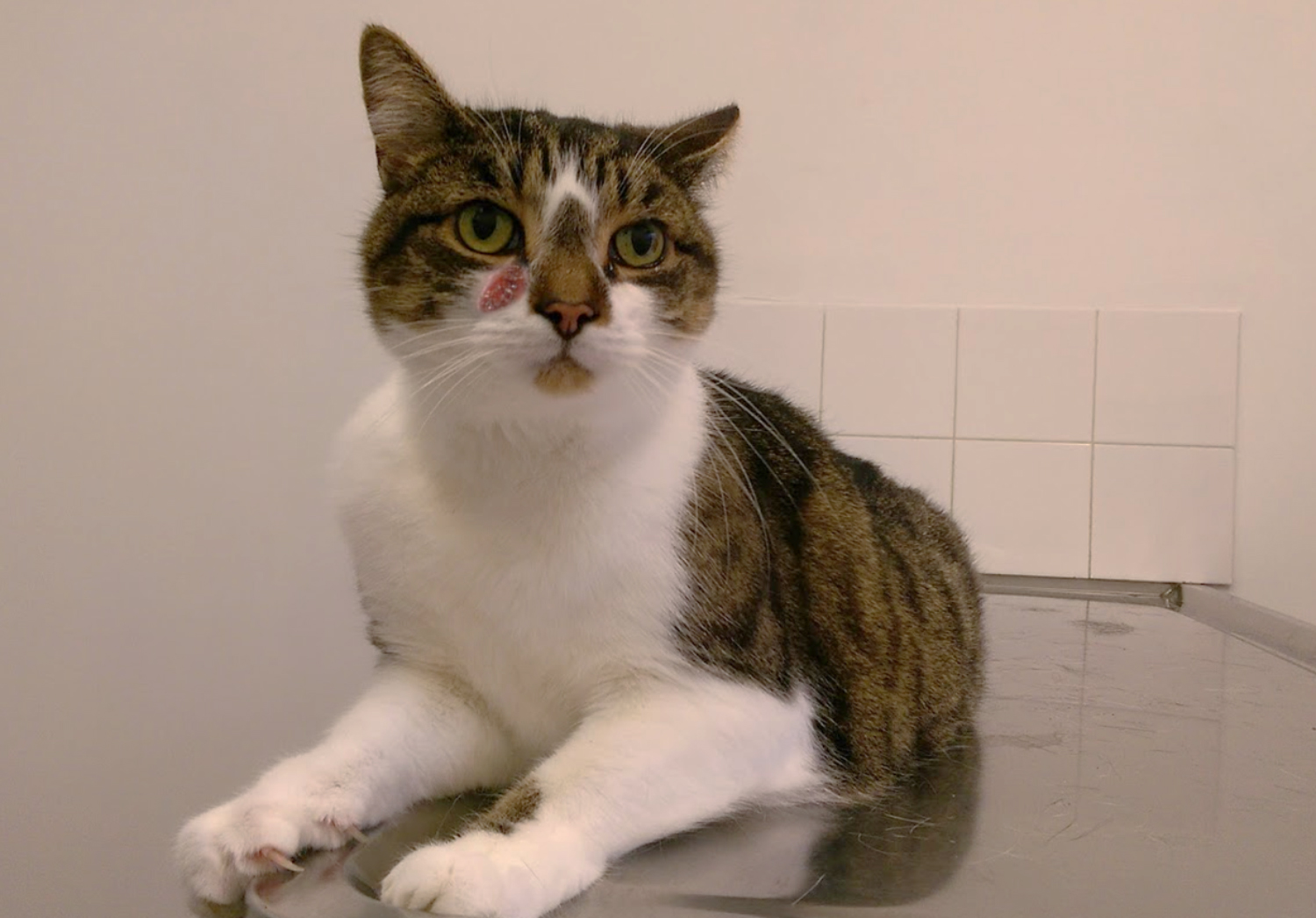 Basal Cell Tumors in Cats: Signs, Causes, Diagnosis & Care (Vet Answer)