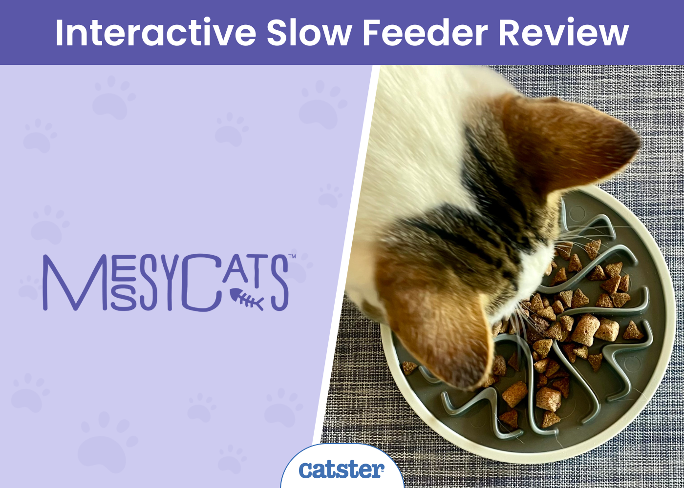 Messy Mutts Messy Cats Interactive Slow Feeder Review 2026: A Detailed Look