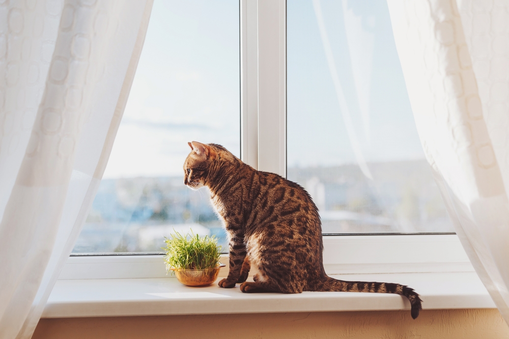 Do Cats Grieve When Another Pet Dies? 7 Signs Your Cat is Grieving & How to Help