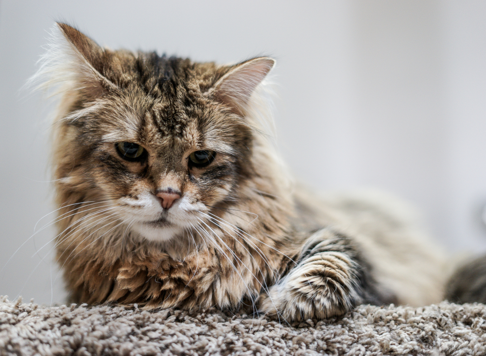 Furry Pixie-Bob Domestic Cat Laying on Frieze Carpet