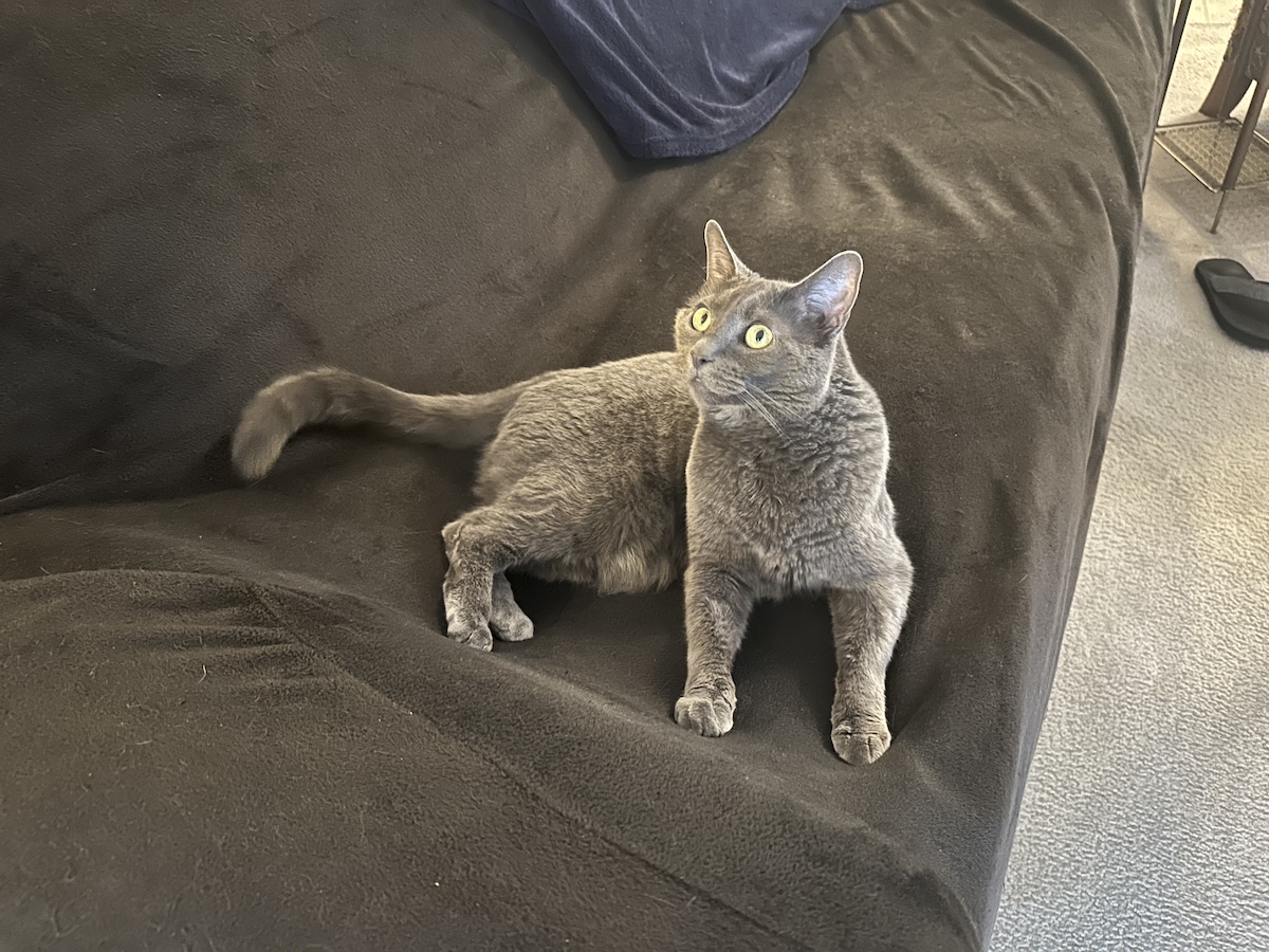 Do Cats Have a Sense of Humor: Olga’s Comedic Ways