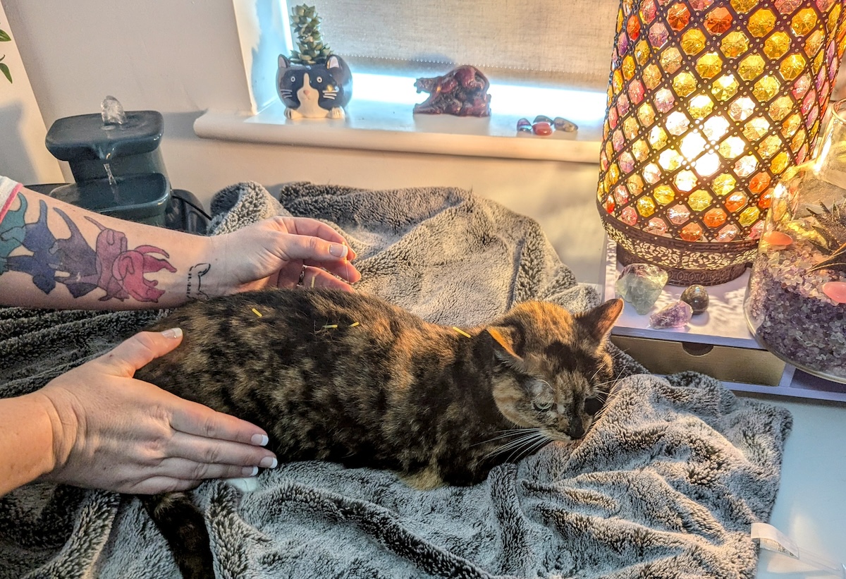 Acupuncture for Zazzles: Dr Karyn & Holistic Treatments for Cats