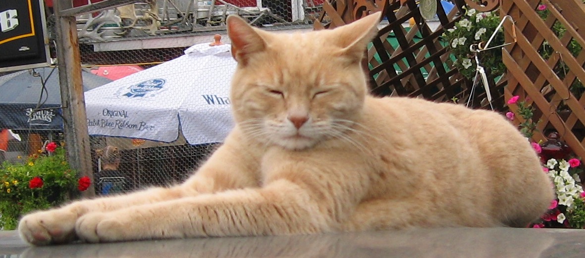 Cats in History: Mayor Stubbs