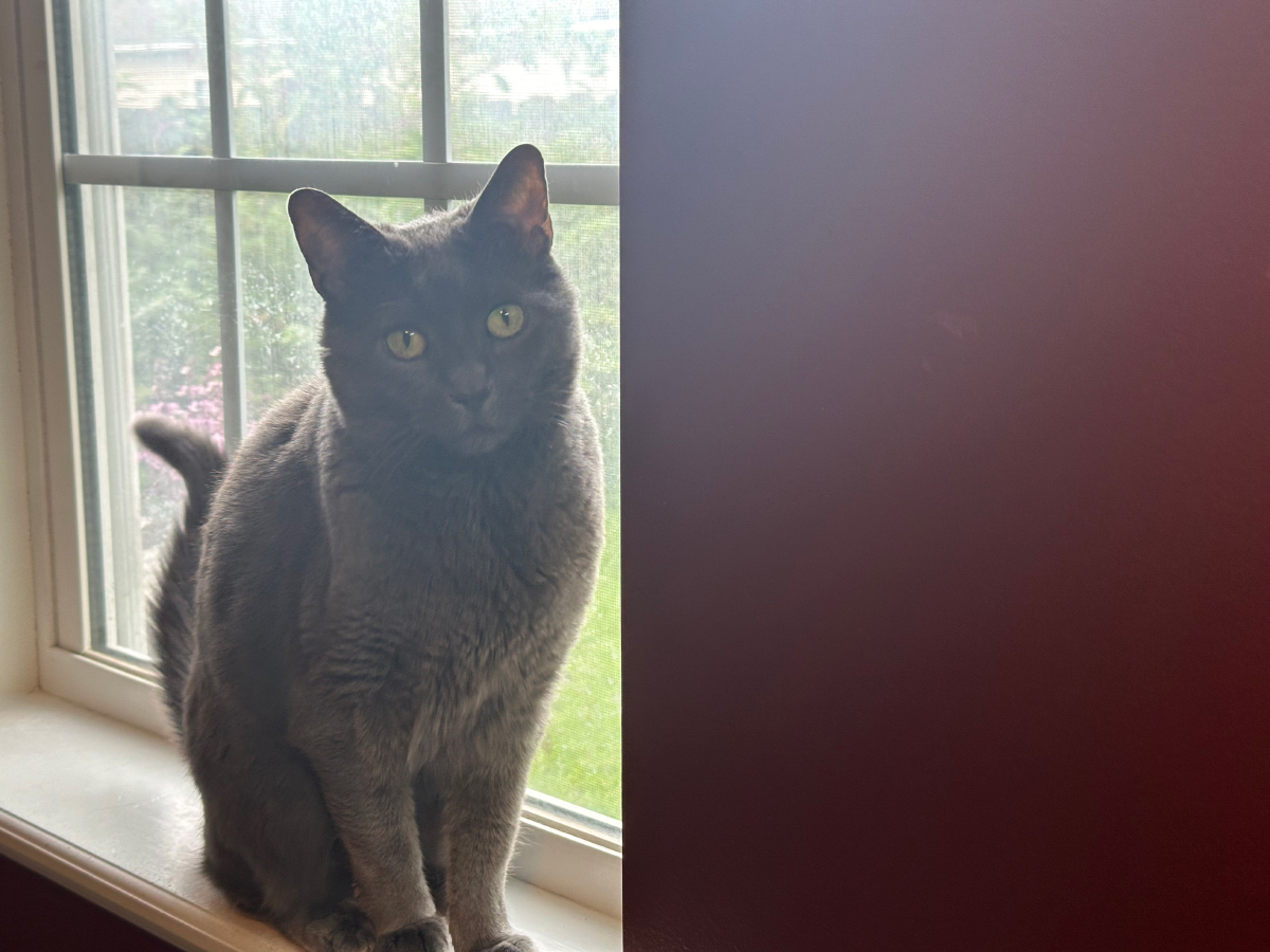 When Cats Eat a Wet Food-Only Diet: Olga’s Preferences