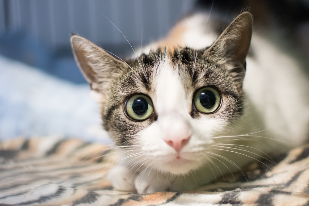 Runny & Watery Eyes in Cats: Causes & Treatments (Vet Answer)