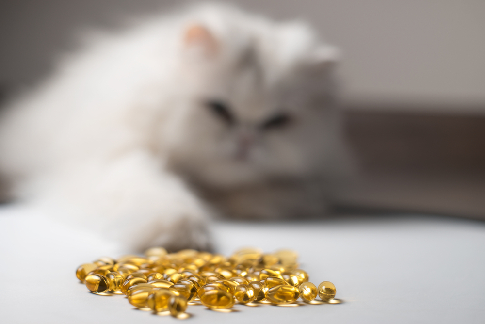Omega 3 For Cats: Our Vet Discusses Benefits, Diet & Supplementation