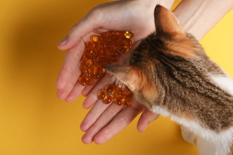 The cat sniffs fish oil capsules in hands