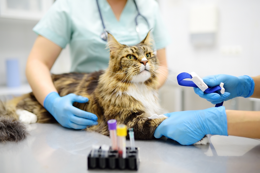 How Much Does a Cat DNA Test Cost? Complete Price Guide