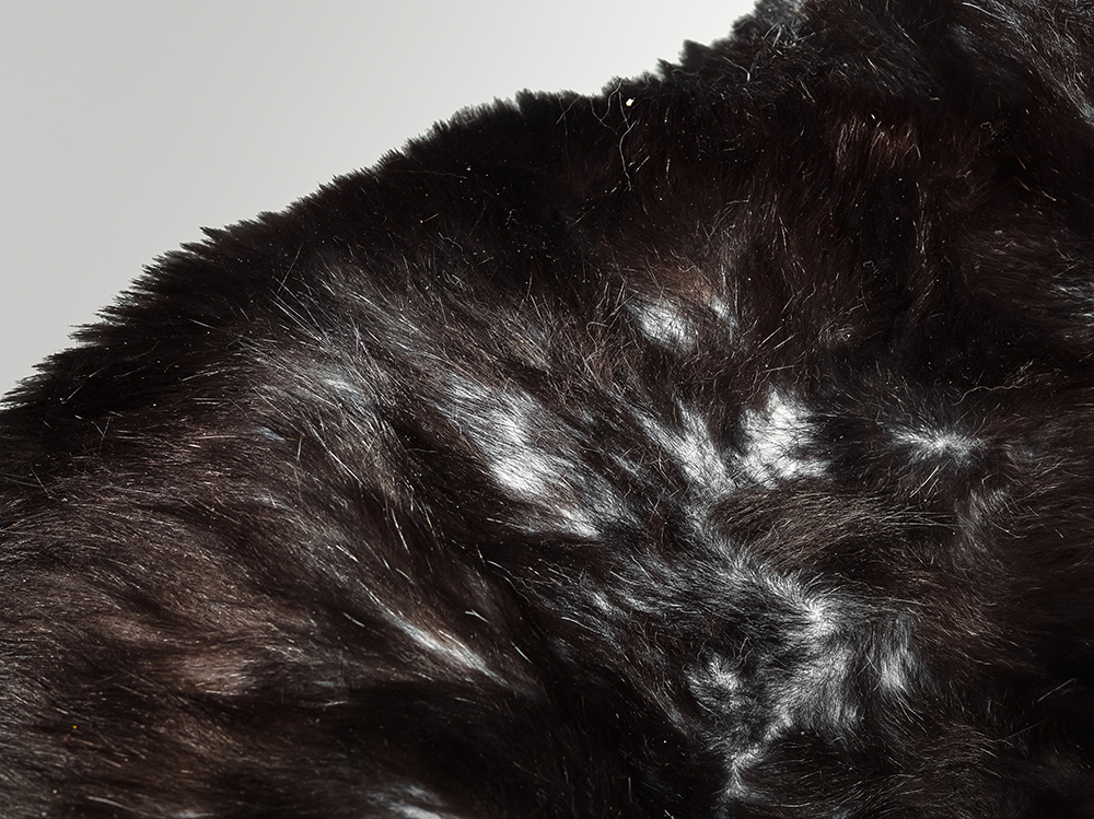 black cat suffering from alopecia
