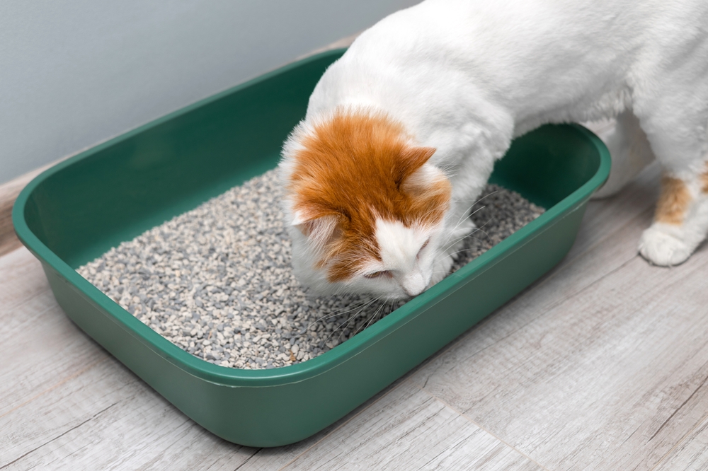 7 Best Eco-Friendly Litter Boxes of 2026: Reviews & Top Picks