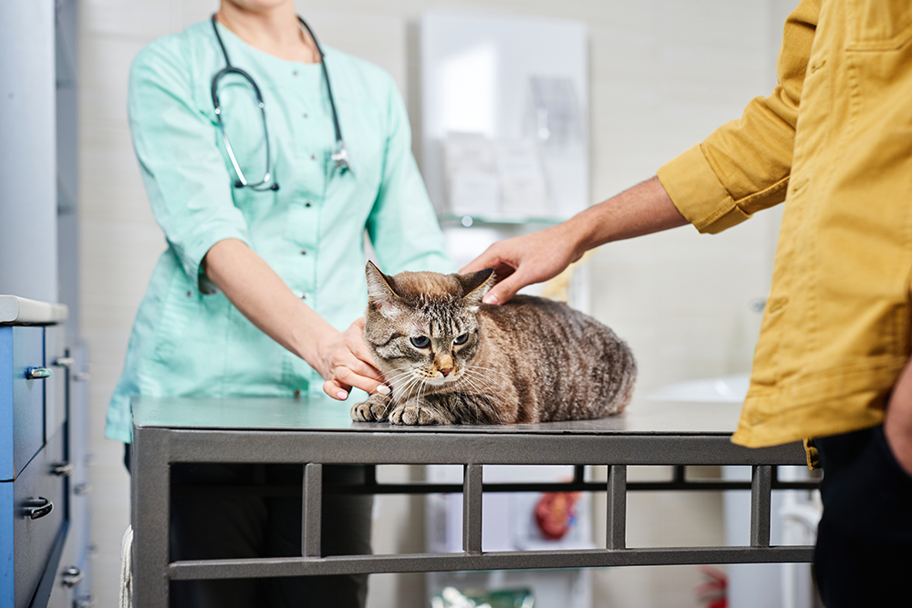 Bone Marrow Cancer in Cats: Our Vet Discusses Signs, Causes & Treatment