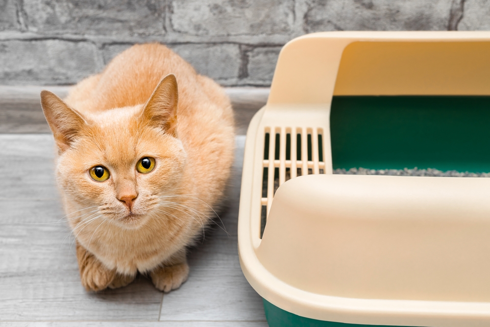 Where to Put Your Cat's Litter Box: 12 Vet-Reviewed Tips for Choosing the Perfect Location