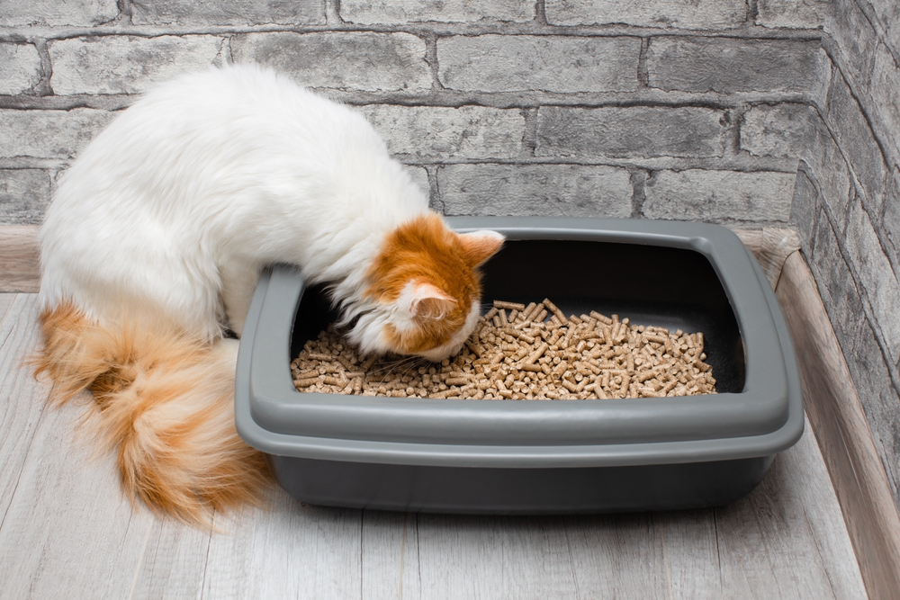 Why Is My Cat Eating Cat Litter? 10 Vet-Reviewed Reasons