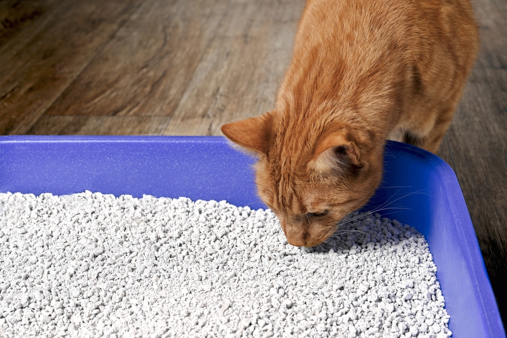 How to Switch to Eco-friendly Cat Litter: 6 Steps to Make the Change