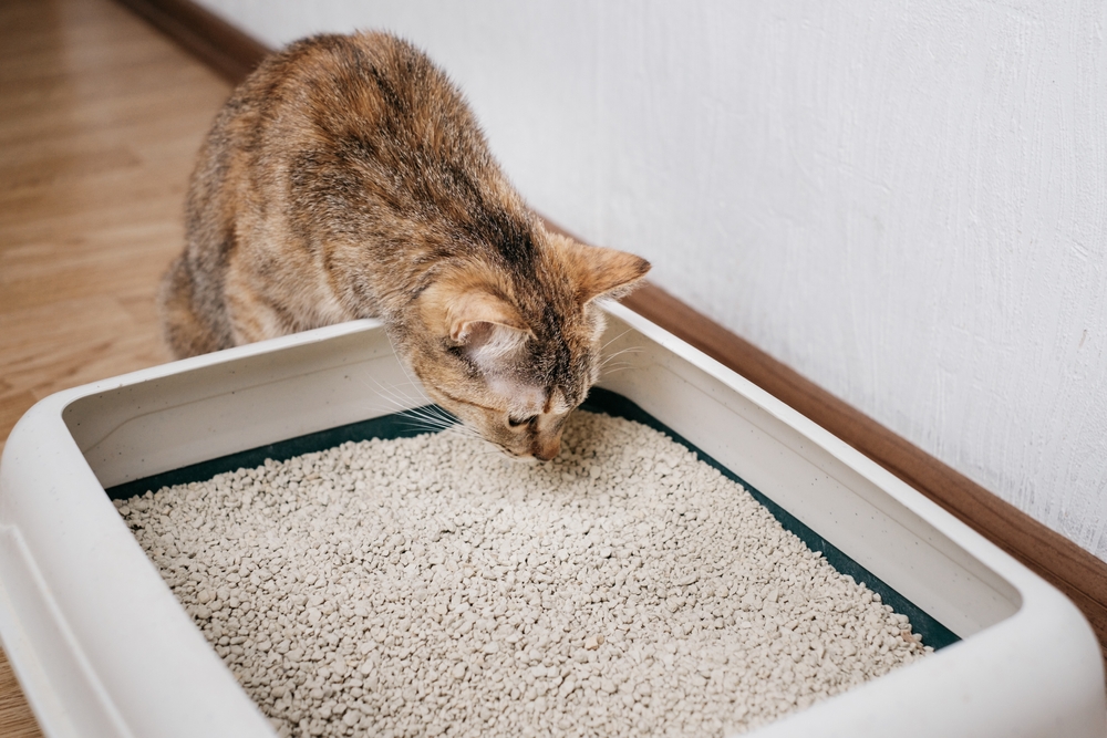 How Much Cat Litter Per Month Should You Use? Vet-Verified Facts & FAQ