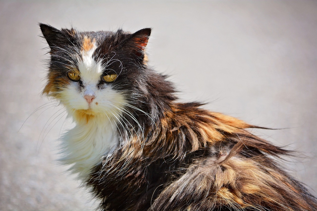 Why Is My Cat’s Fur Matted on His Back? 10 Vet-Reviewed Reasons