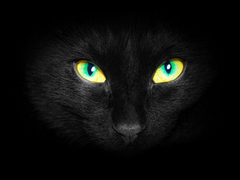 closeup of a black bengal kitten