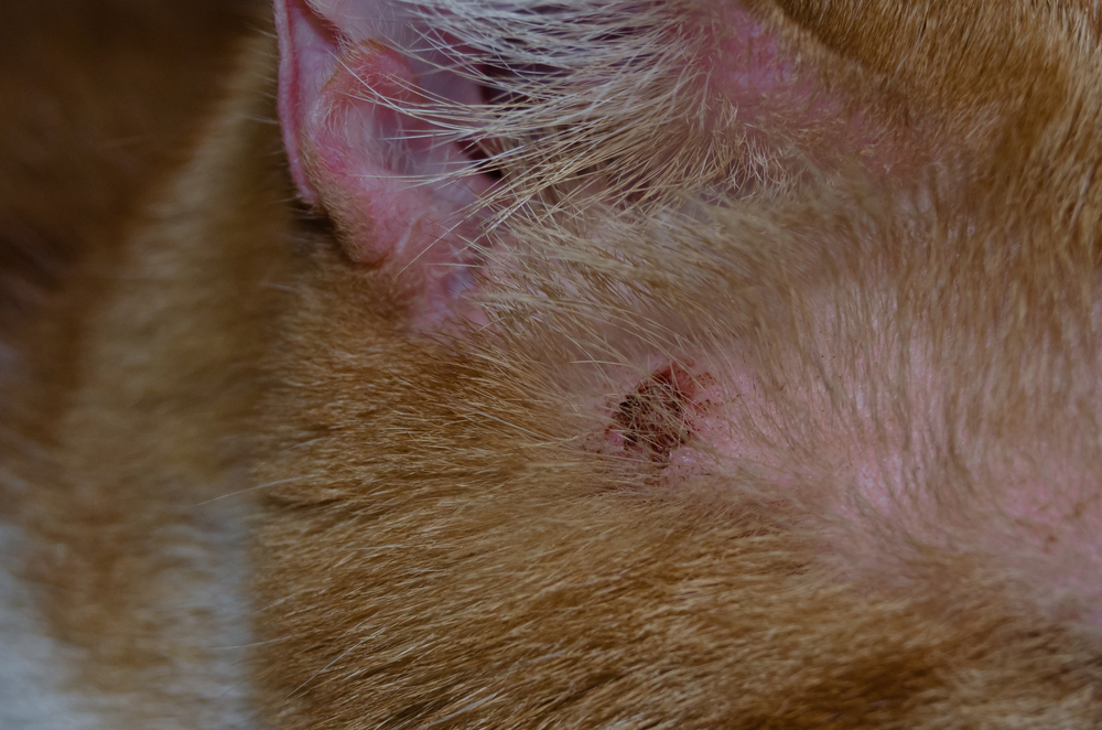 Skin Ulcers in Cats: Our Vet Explains the Causes, Treatment & FAQ
