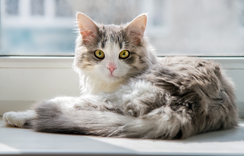 How Long Can You Safely Leave Your Cat Alone? Vet Approved Tips & Alternatives