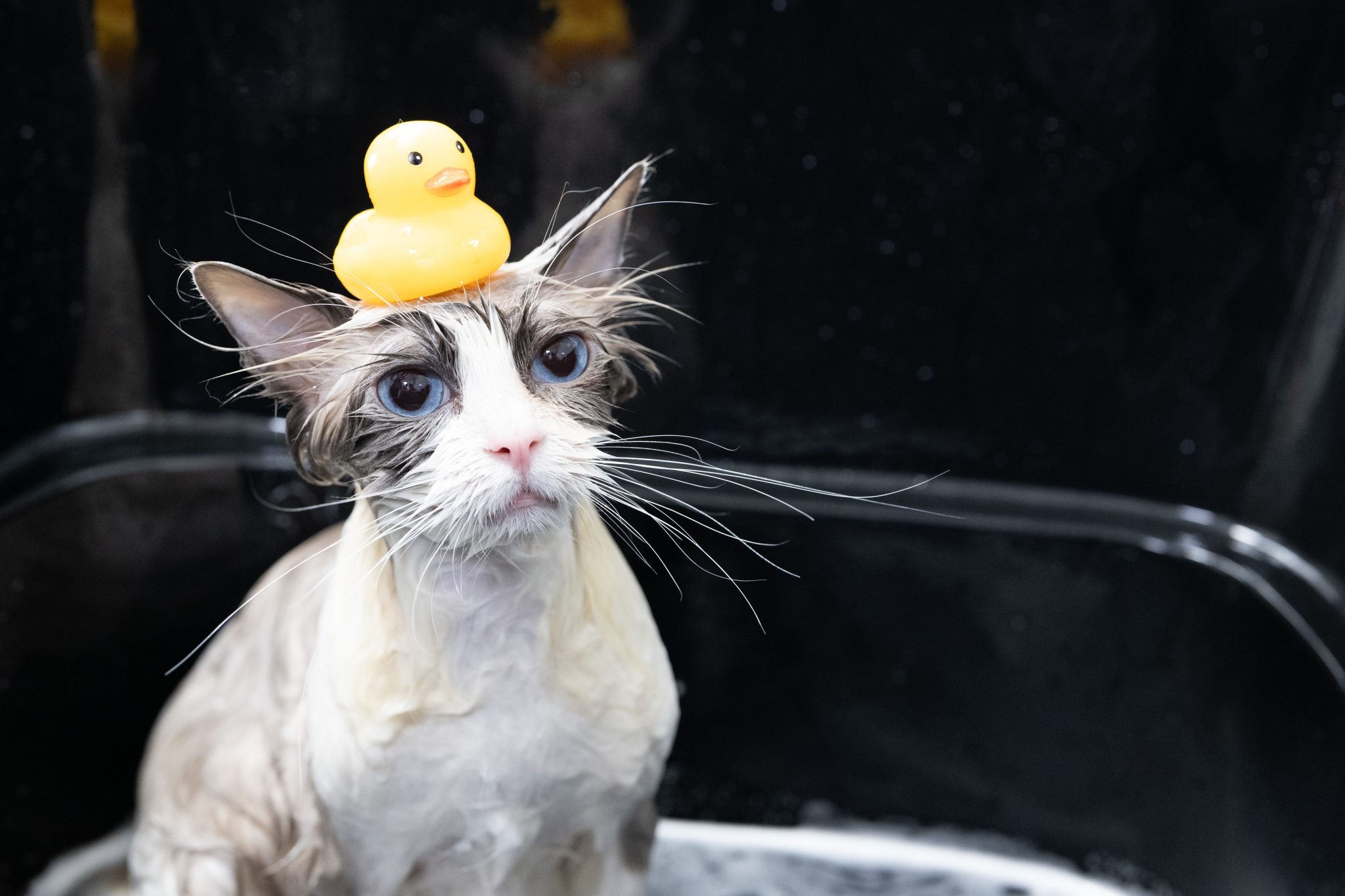gray and white ragdoll cat daily care bathing in pet hospital with yellow ducklings on top of head