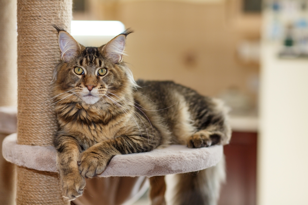 Why Do Cats Have Slit Pupils? Feline Anatomy Explained (Vet-Verified)