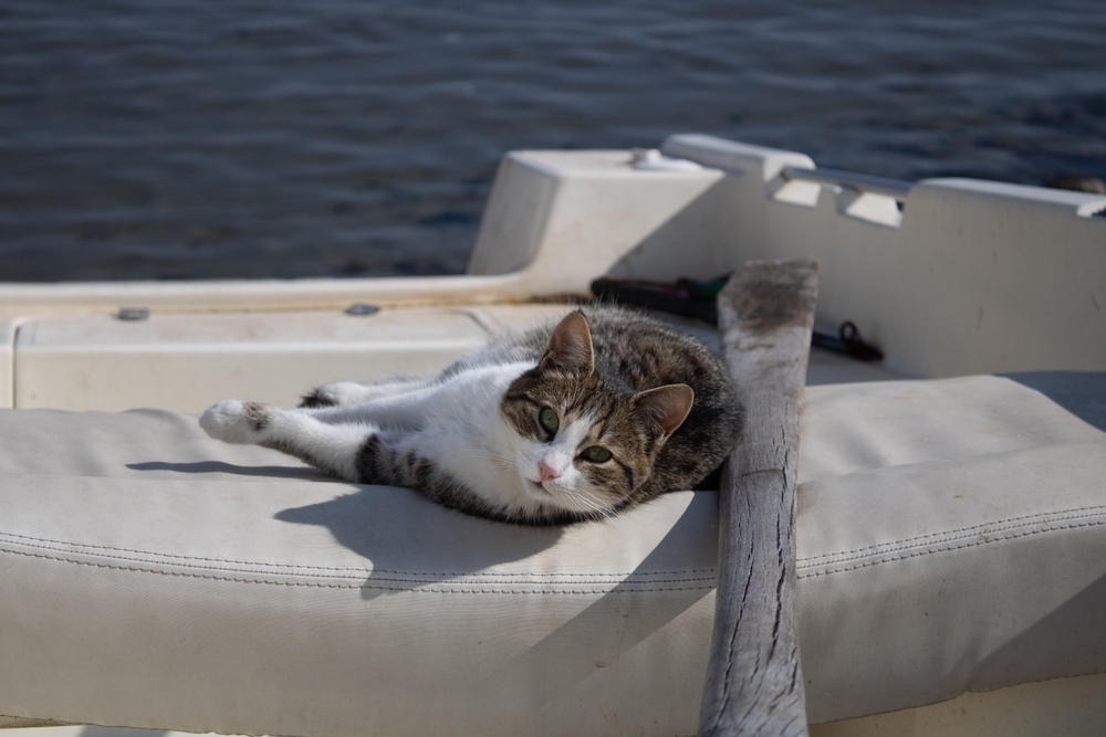 When Were Cats First Brought to America? Historical Facts & FAQ