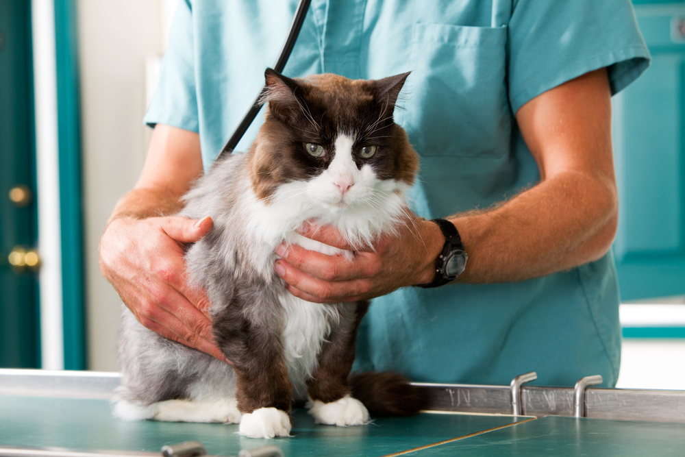 Stomach Cancer in Cats: Our Vet Explains the Causes, Signs & Care