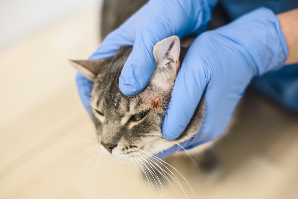vet examining a skin disease of a cat