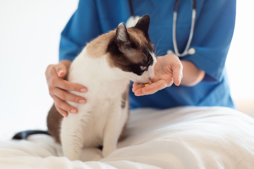 13 Vet-Verified Signs You Need to Take Your Cat to the Vet Right Away