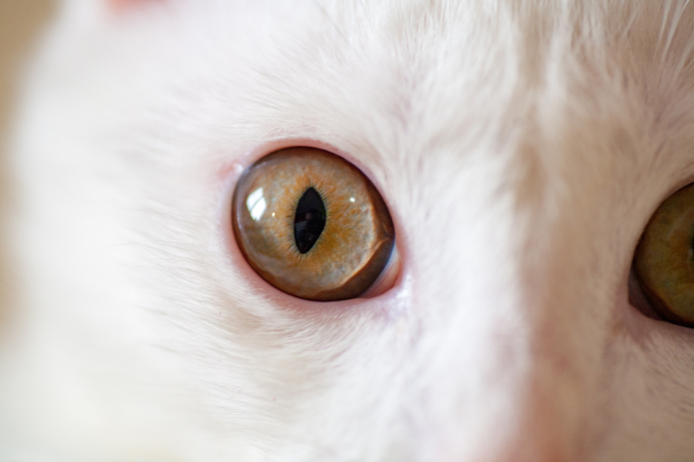Can You Get Pink Eye From a Cat? Vet Approved Facts & Advice