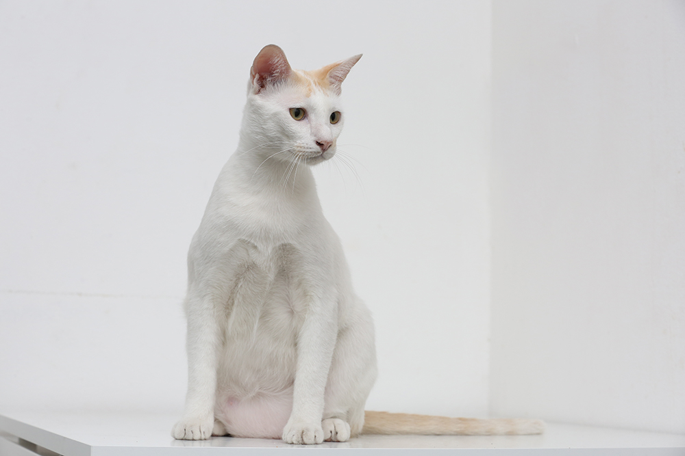 Why Is My Cat’s Primordial Pouch So Big? Normal vs Abnormally Large (Vet Verified)