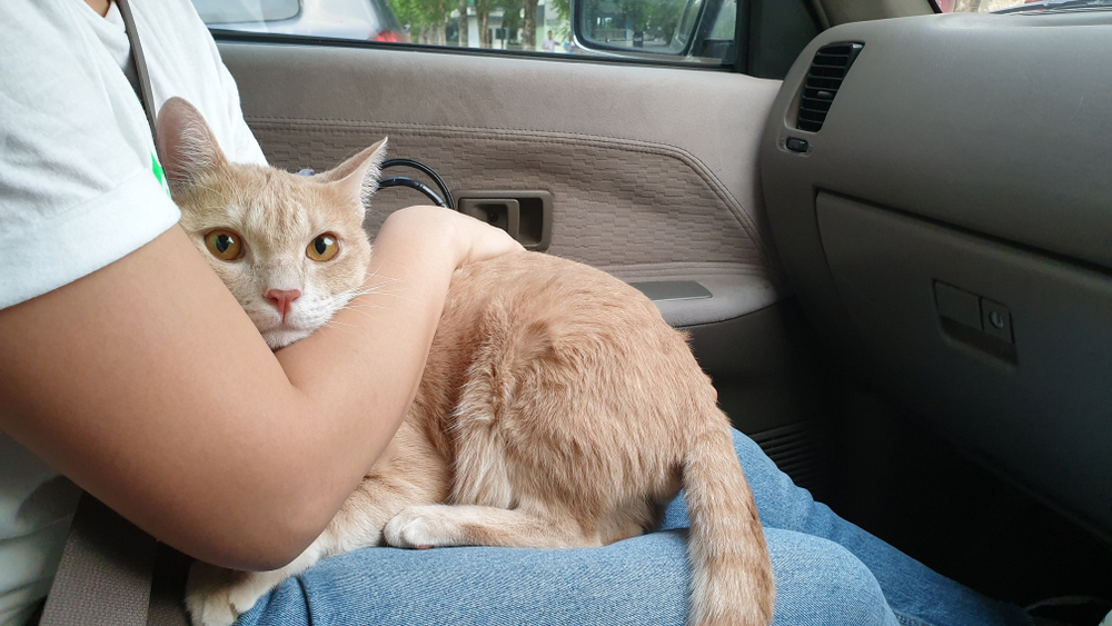 Why Do Cats Pee When Scared? 2 Reasons for This Behavior