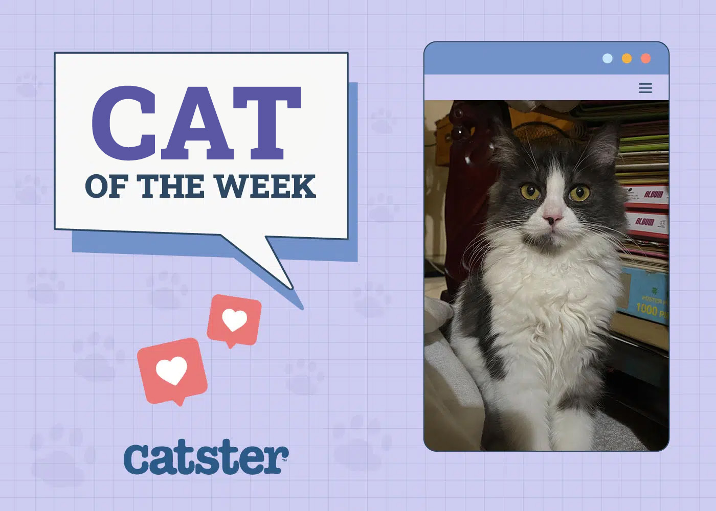 Catster Photo Contest: Cats of the Week Winners (November 1, 2024)