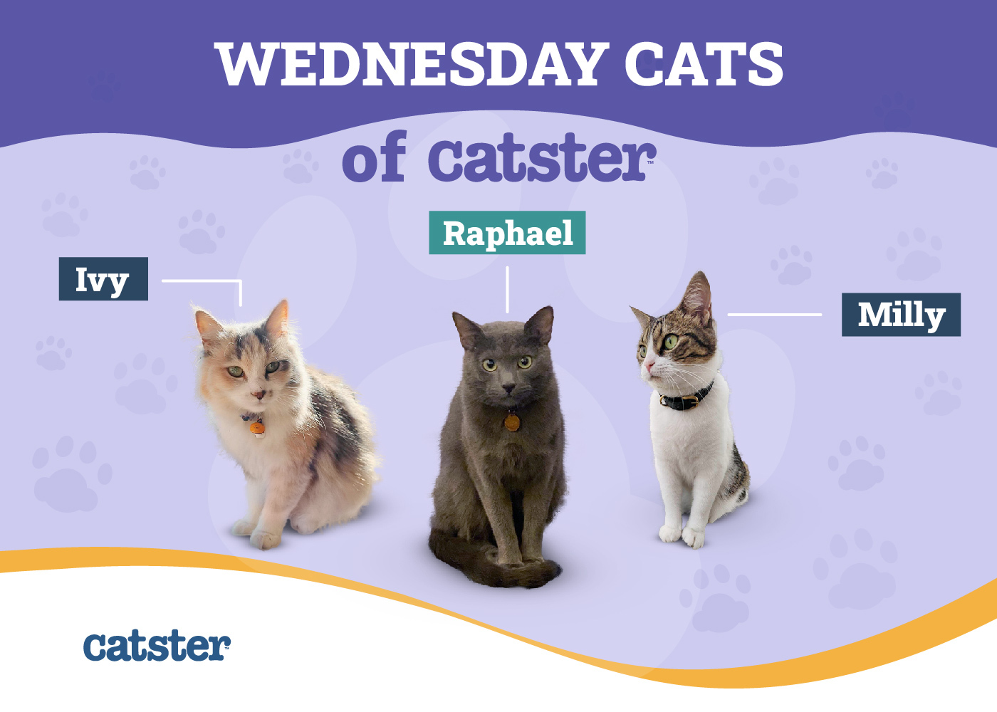 Introducing the Wednesday Cats of Catster: Ivy, Milly & Raphael