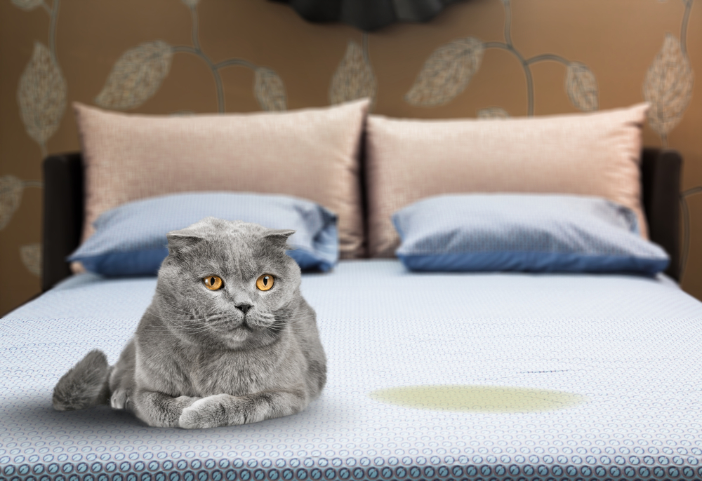 Why Did My Cat Pee on Me While I Was Sleeping? 5 Vet-Reviewed Reasons
