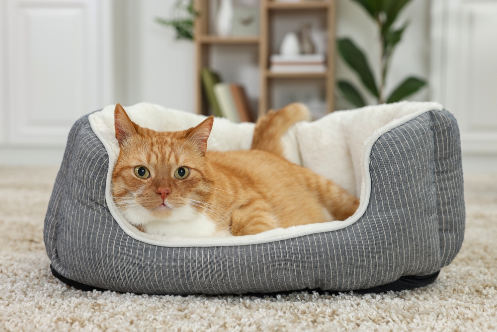 How to Get Your Cat to Sleep in a New Bed: Vet-Verified Tips & Tricks